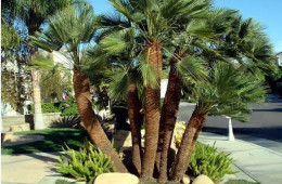 Chamaerops (Mediterranean Fan Palm)