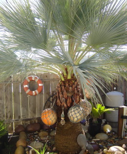 Bob’s Tropical Backyard