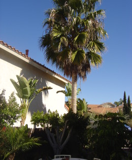 Bob’s Tropical Side Yard