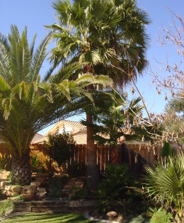 Palms in Bob’s Backyard