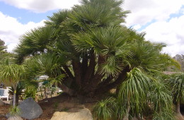 Mediterranean Fan Palm (Chamerop)