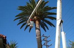 Phoenix Canariensis Cleaning (Pineapple)