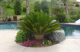 Sago Palm (Cycad)