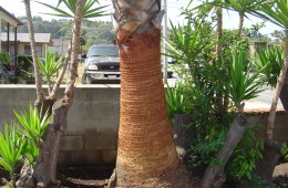 Washingtonia Fan Palm Husking