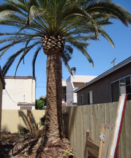 Phoenix Canariensis Cleaning