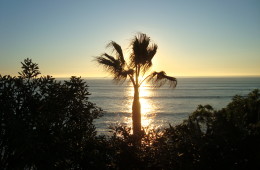 Washingtonia Palm