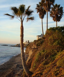 Coastal Washingtonia Fan Palm, Freshly Trimmed