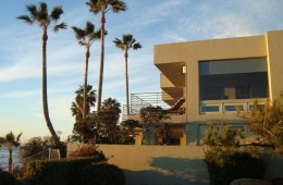 Coastal Washingtonia Fan Palm, Freshly Trimmed