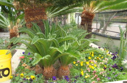 Sago Palm Pups