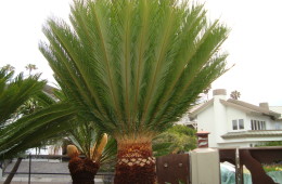 Sago Palm, Freshly Trimmed