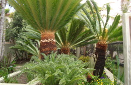 Sago Palm (Sajo)