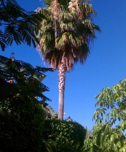 Washingtonia Fan Palm