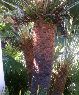 Chamaerops (Mediterranean Fan Palm)