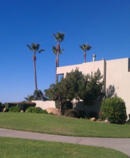 Coastal Washingtonia Fan Palm, Freshly Trimmed