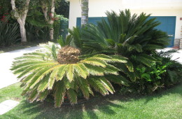 Sago Palm (Cycad)