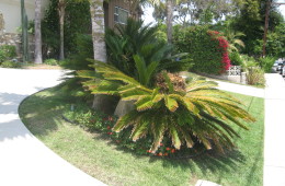 Sago Palm (Cycad)