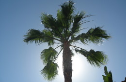 Washingtonia (Mexican Fan Palm)