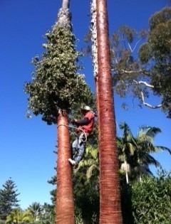 Washingtonia Palm Cleaning