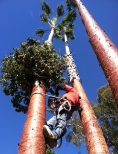 Washingtonia Palm Slicking (Husking)