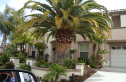 Phoenix Canariensis Palm