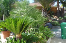 Bob’s Tropical Backyard