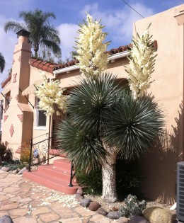 Yucca Design