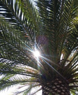 Palm Tree