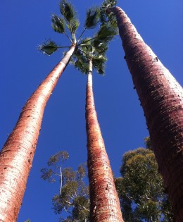 Palm Tree Trimming 1