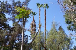 Palm Tree Trimming 2