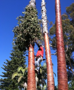 Palm Tree Trimming