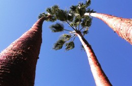 Palm Tree Trimming & Husking