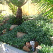 Trailing Gazania Ground Cover