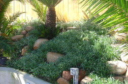 Trailing Gazania Ground Cover