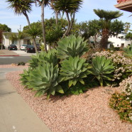 Xeriscape