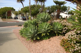 Xeriscape