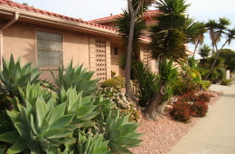 Xeriscape