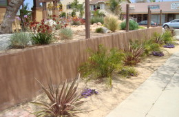 North Park Xeriscape Design