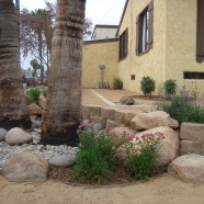 Pacific Beach Xeriscape with Beach Rock