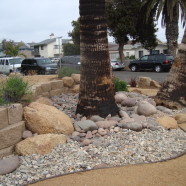 Pacific Beach Xeriscape with Beach Rock