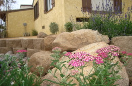 Xeriscape