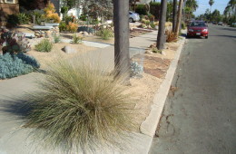 Xeriscape