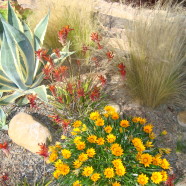 Xeriscape