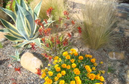 Xeriscape