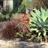 Xeriscape