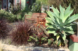 Xeriscape