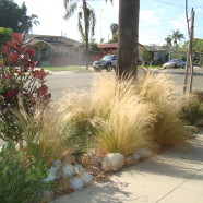 Xeriscape