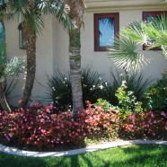 Phoenix Robellini / Kentia / Chamaerops Palm Trees / Begonia Pink