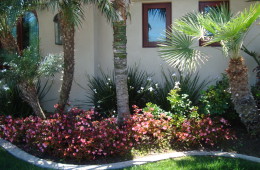 Phoenix Robellini / Kentia / Chamaerops Palm Trees / Begonia Pink