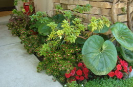 Patio Front Entry, Ligularia, New Guinea Impatiens