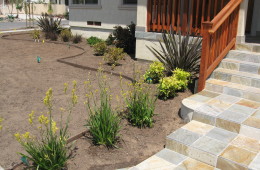 Plant Design Install Kangaroo Paws Anigozanthos